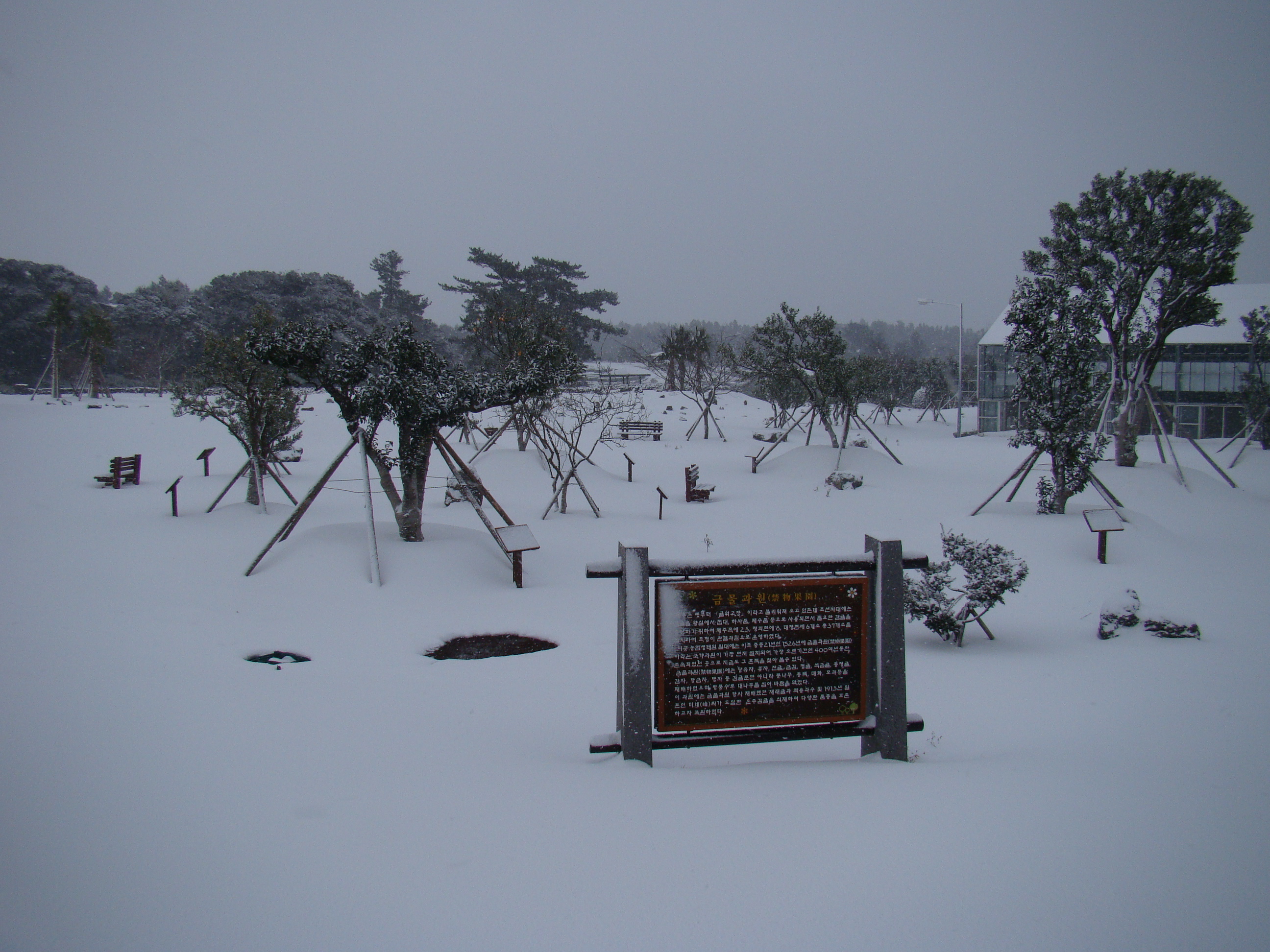 서귀포농업기술센터 겨울사진입니다. 서귀포에도 이렇게 눈이 내리네요!!!